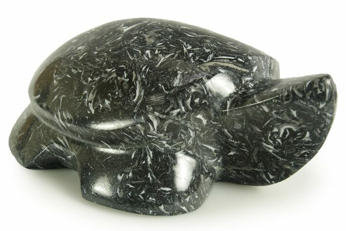 Carved Black Coquina Turtle - California #366994